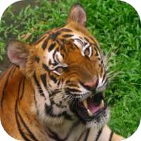 4K Video Live Wallpaper