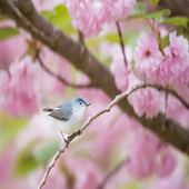 Birds Jigsaw Puzzles icon