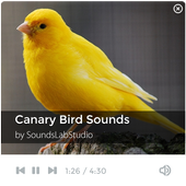 Canary Bird Sounds icon