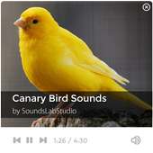 Canary Bird Sounds on 9Apps