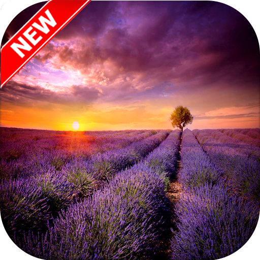 Lavender Wallpaper - Flower Wallpaper icon