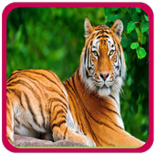 Animal sounds for Kids icon