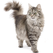 Sphynx Cats Jigsaw Puzzle icon