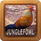 Junglefowl Sounds on 9Apps