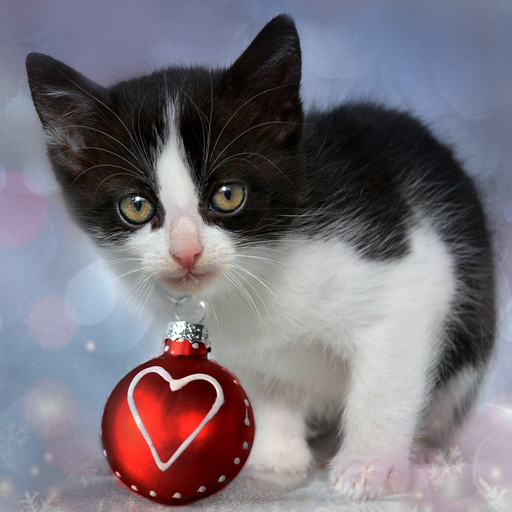 Christmas Cat Wallpapers icon
