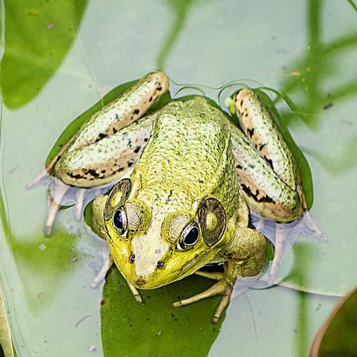 Frog Sounds - Ringtone,Alarm &amp; Notification Sound icon