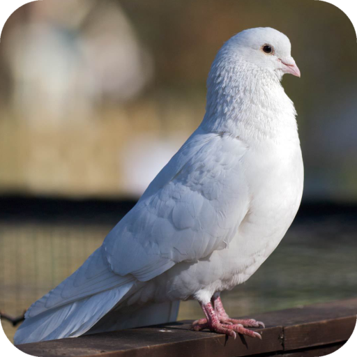 Pigeon Wallpaper icon