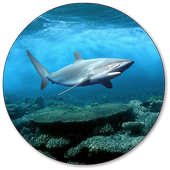 Shark Wallpapers icon