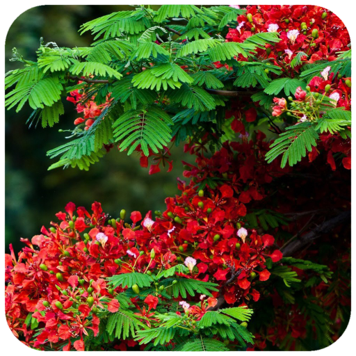 Flower Tree Wallpaper иконка