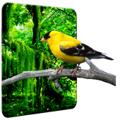 Birds Wallpaper HD icon