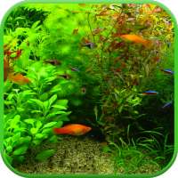 Real Aquarium 3D Wallpaper