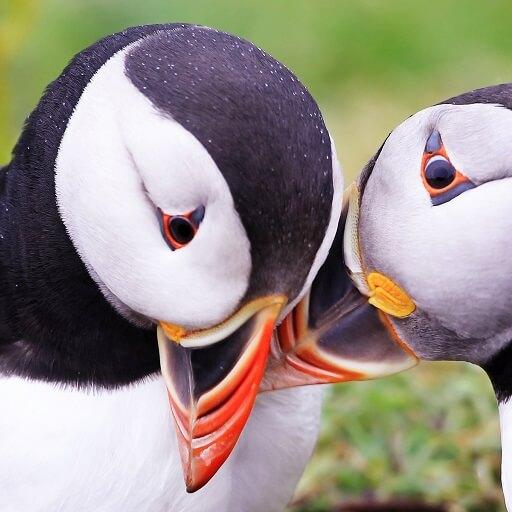 ikon Atlantic Puffin Bird Wallpapers HD