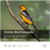 Oriole Bird Sounds icon
