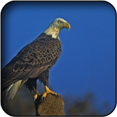 Bald Eagles Wallpapers icon