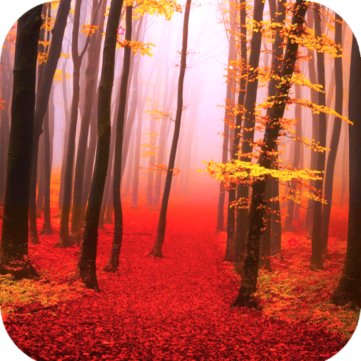 Forest Wallpaper HD icon