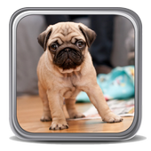 Puppies Wallpapers icon