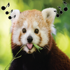 Animal ringtones, animals sounds free icon