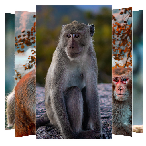 Monkey Wallpapers icon