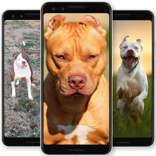 Pitbull Wallpapers 2020 &amp; Dog Wallpaper HD Free icon