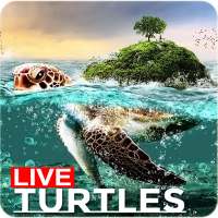 🐢 Sea Turtle Lock Screen Live Wallpaper on 9Apps