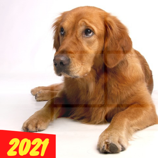 Puzzles for Dogs icon