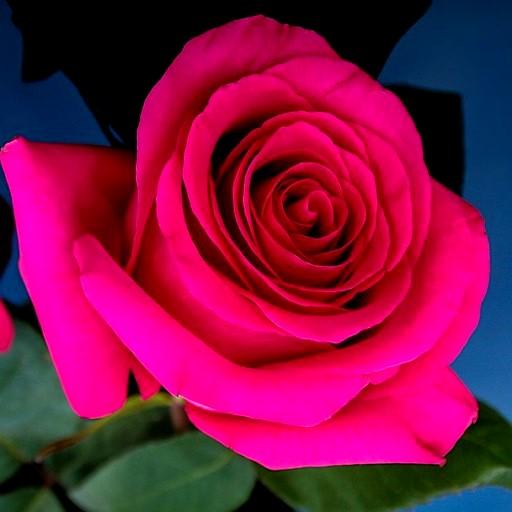 Rose Wallpaper HD icon