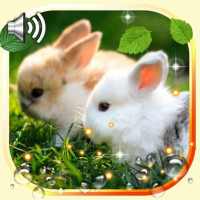 Bunnies Live Wallpaper on 9Apps