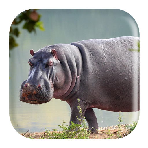 Hippopotamus Sounds icon