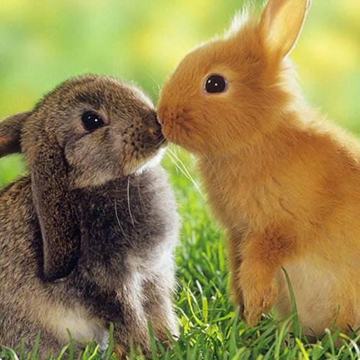 Rabbit Wallpaper HD icon