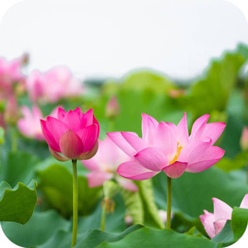 Lotus Wallpaper Best HD icon