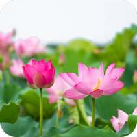 Lotus Wallpaper Best HD on 9Apps