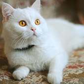 White Cats Jigsaw Puzzle