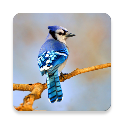 Blue Jay Bird Sound Collections ~ Sclip.app icon
