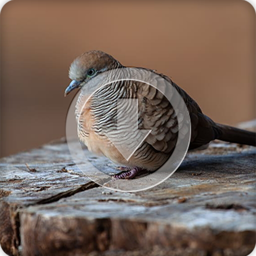 Zebra Dove Bird Call Sounds Ringtone icon