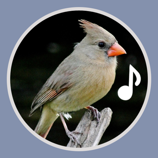 Bird Ringtones icon