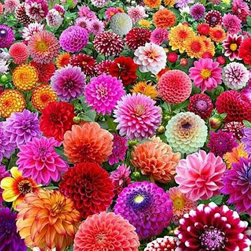 Flowers Wallpaper 4K icon