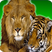 Fotos de Animais icon